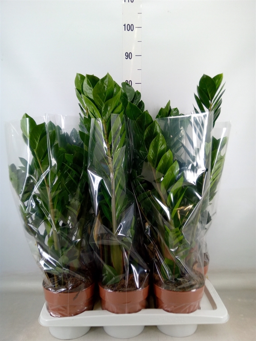 <h4>Zamioculcas zamiifolia</h4>