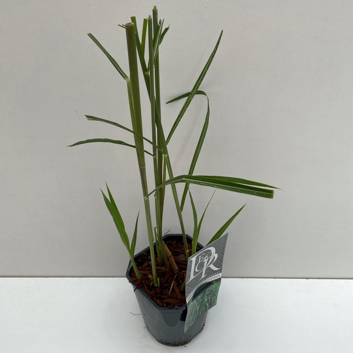 <h4>Graminées Miscanthus 'Giganteus'</h4>