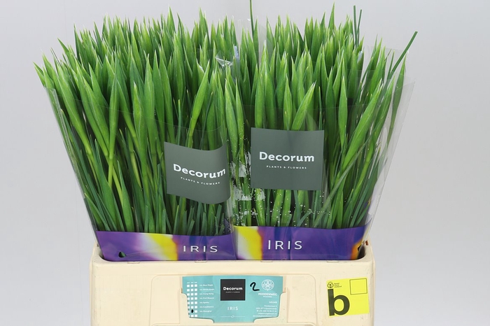 <h4>Iris Shanghai</h4>