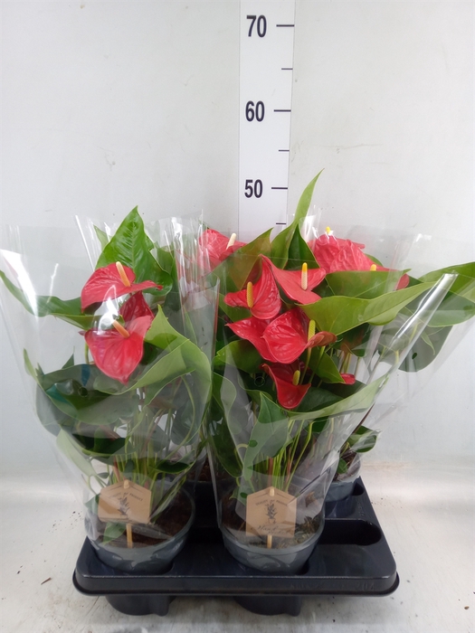 <h4>Anthurium andr. 'Casparo'</h4>