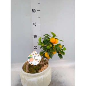 Arr.   Tuinplanten H%