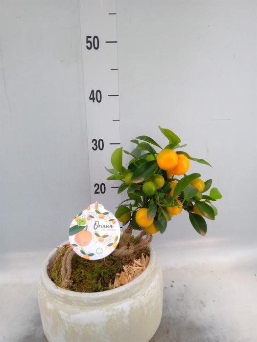 <h4>Arr.   Tuinplanten H%</h4>