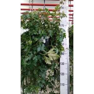 Cissus rhombifolia 'Ellen Danica'