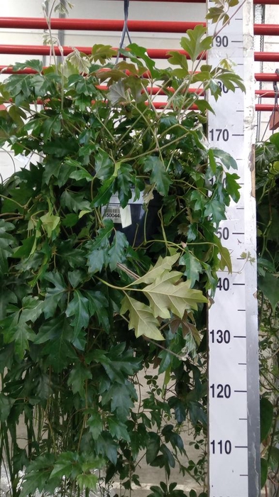 <h4>Cissus rhombifolia 'Ellen Danica'</h4>