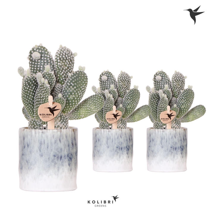 <h4>Kolibri Greens Opuntia white in Sky pot</h4>
