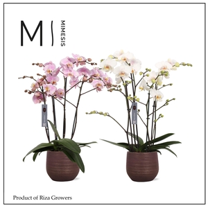 Phalaenopsis Marvellous Mix 50+ – 17cm in Lydia Shiny Purple | Mimesis