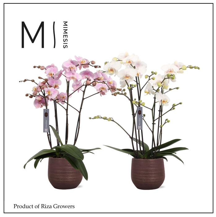 <h4>Phalaenopsis Marvellous Mix 50+ – 17cm in Lydia Shiny Purple | Mimesis</h4>