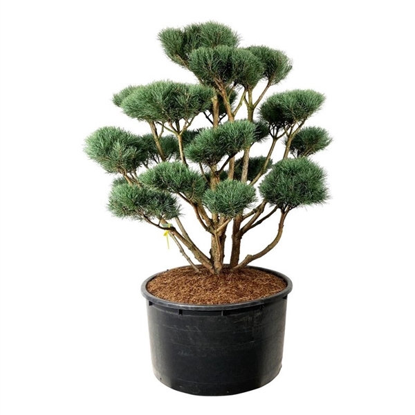 <h4>Pinus sylv. 'Watereri'</h4>