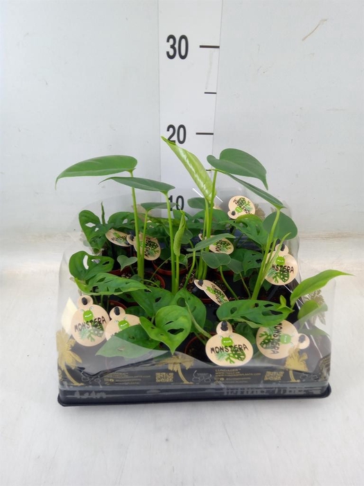 <h4>Monstera   ...</h4>