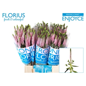 Veronica Smart Enjoyce Florius