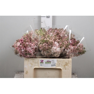 Syr Hy Maidens Blush 2+