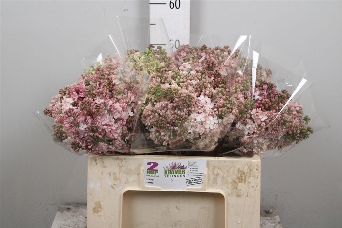 <h4>Syr Hy Maidens Blush 4+</h4>