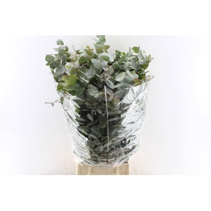 EUC CINEREA PER BOS