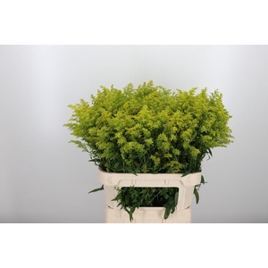 Solidago Tara
