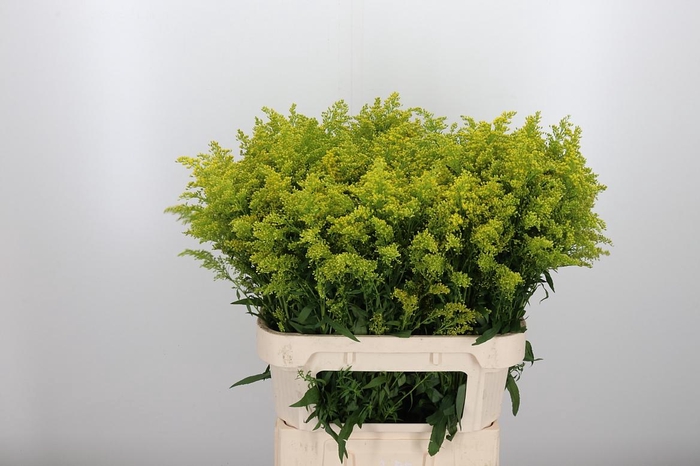 <h4>Solidago Tara</h4>