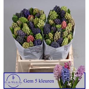 HYAC GEM 5 KLEUREN