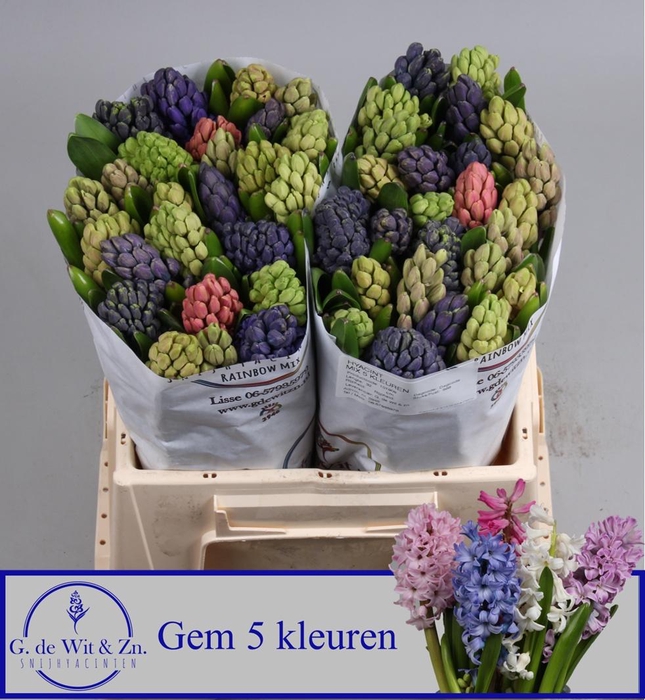 <h4>HYAC GEM 5 KLEUREN</h4>