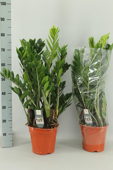 <h4>ZAMIO ZAMIIFOLIA</h4>