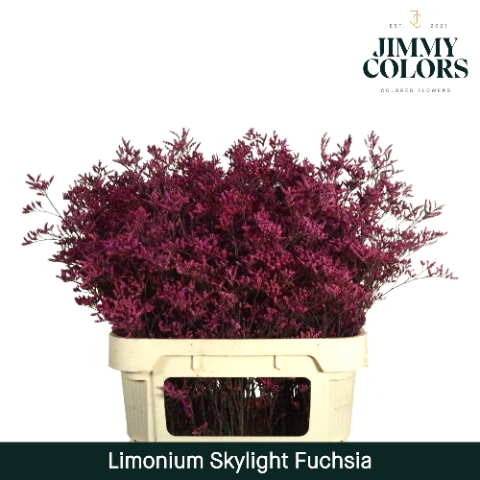<h4>Limonium Skylight L80 Fuchsia</h4>