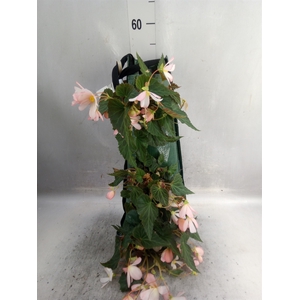 Begonia