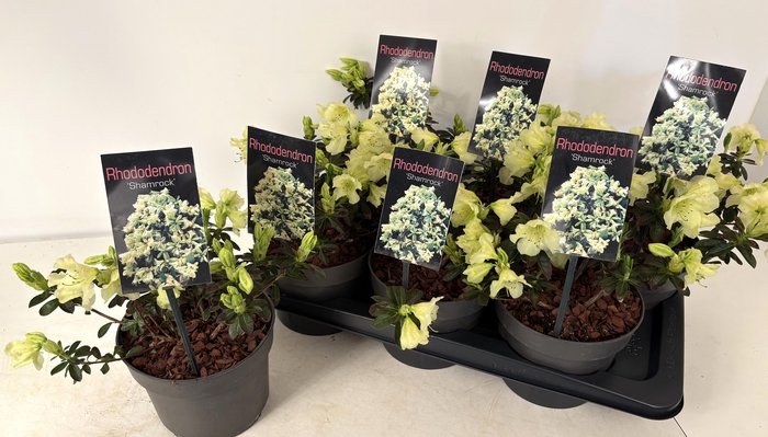 <h4>RHOD F SHAMROCK</h4>