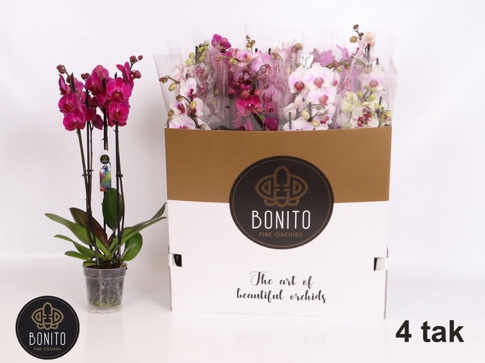 <h4>PHAL GEM 7 KL</h4>