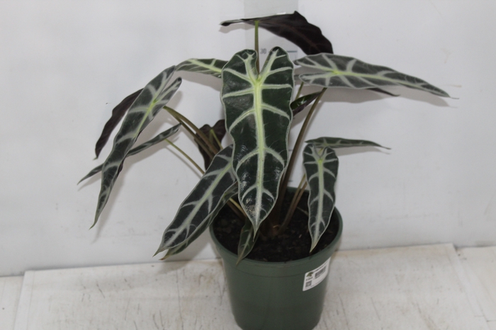 <h4>ALOCASIA PICOLLINI P17</h4>