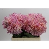 Dahlia Café Au Lait Twist