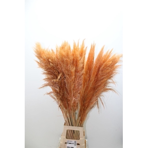 Cortaderia Painted Orange X5