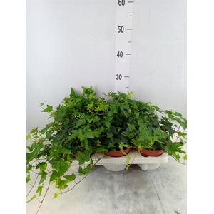 Hedera helix 'Shamrock'