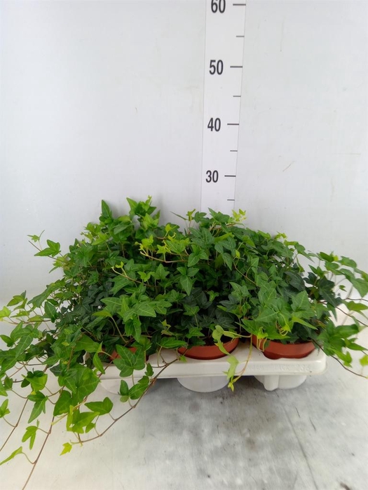 <h4>Hedera helix 'Shamrock'</h4>