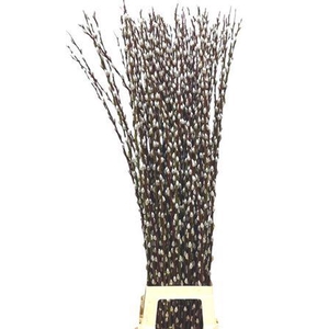 T Salix Wilgenkatjes 120cm