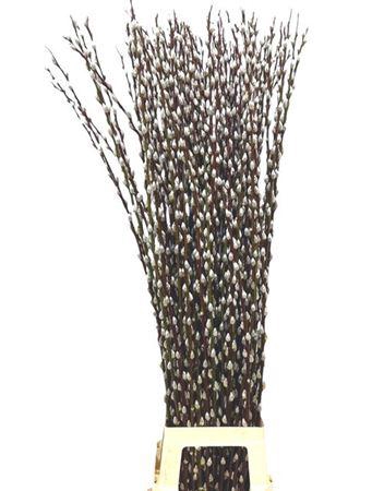 <h4>T Salix Wilgenkatjes 120cm</h4>
