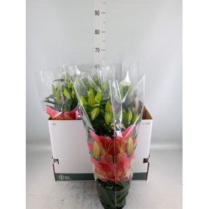 Lilium ori.  'Sunny Bahamas'