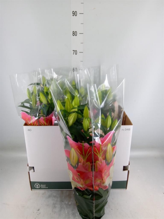 <h4>Lilium ori.  'Sunny Bahamas'</h4>