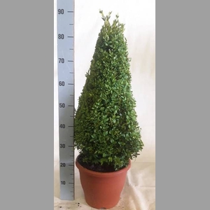 BUXU SEMPERVIRENS