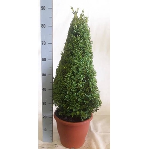 BUXU SEMPERVIRENS