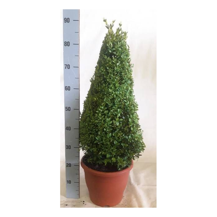 <h4>BUXU SEMPERVIRENS</h4>