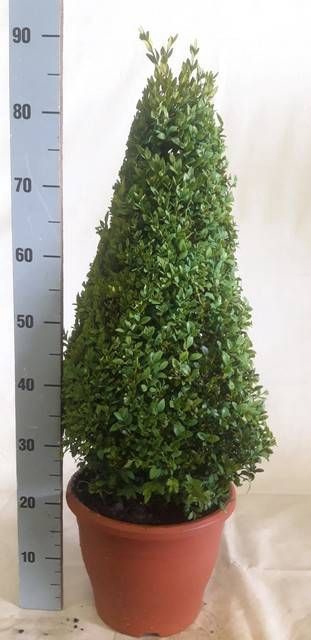 <h4>BUXU SEMPERVIRENS</h4>