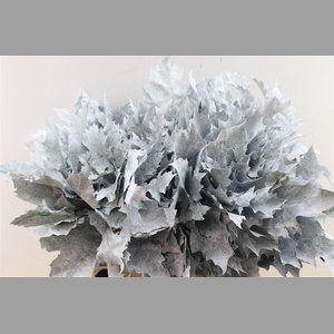 Quercus Rubra Frosted White
