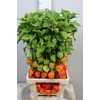 Physalis Lampion Tak