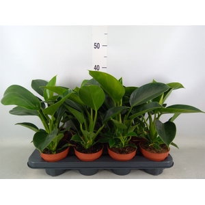 Philodendron  'Green Princess'