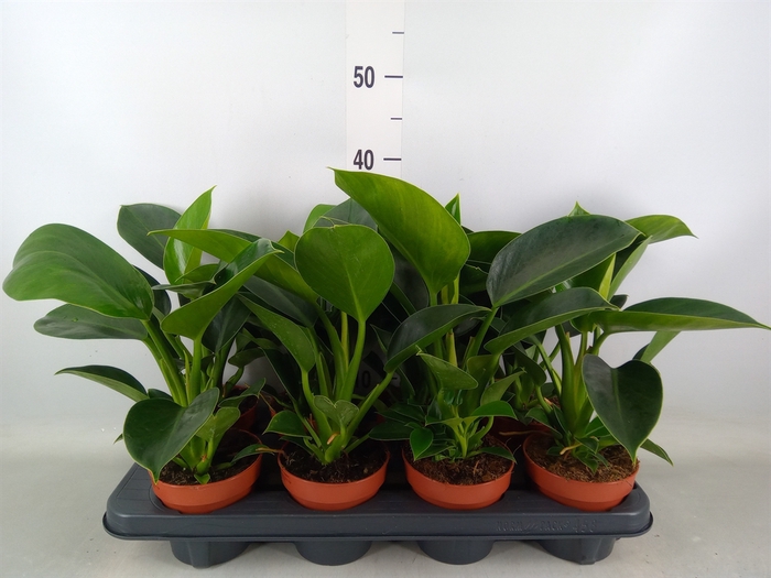 <h4>Philodendron  'Green Princess'</h4>