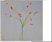 <h4>Af Sanguisorba X14 L109 Magent</h4>