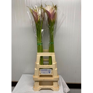 ZANT AETHIOPICA OV ROZE