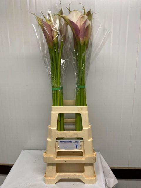 <h4>ZANT AETHIOPICA OV ROZE</h4>