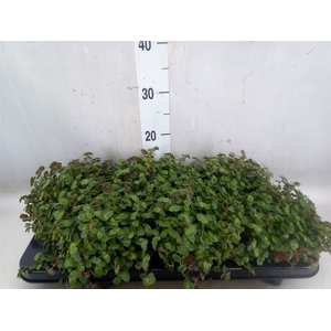 Callisia repens