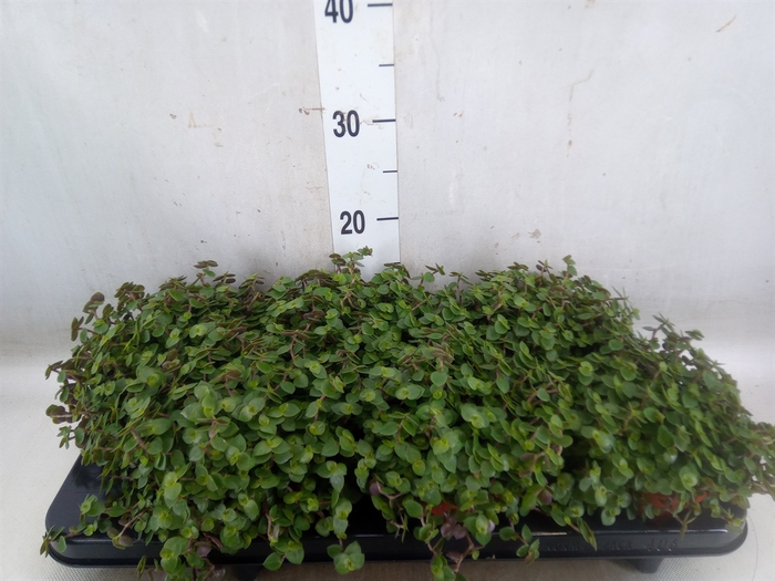 <h4>Callisia repens</h4>
