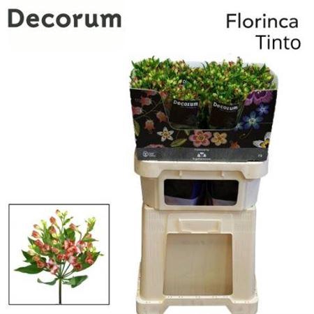 <h4>Alstr Fl Tinto</h4>