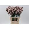Limonium sinuatum 'Apricot Sun Bir'